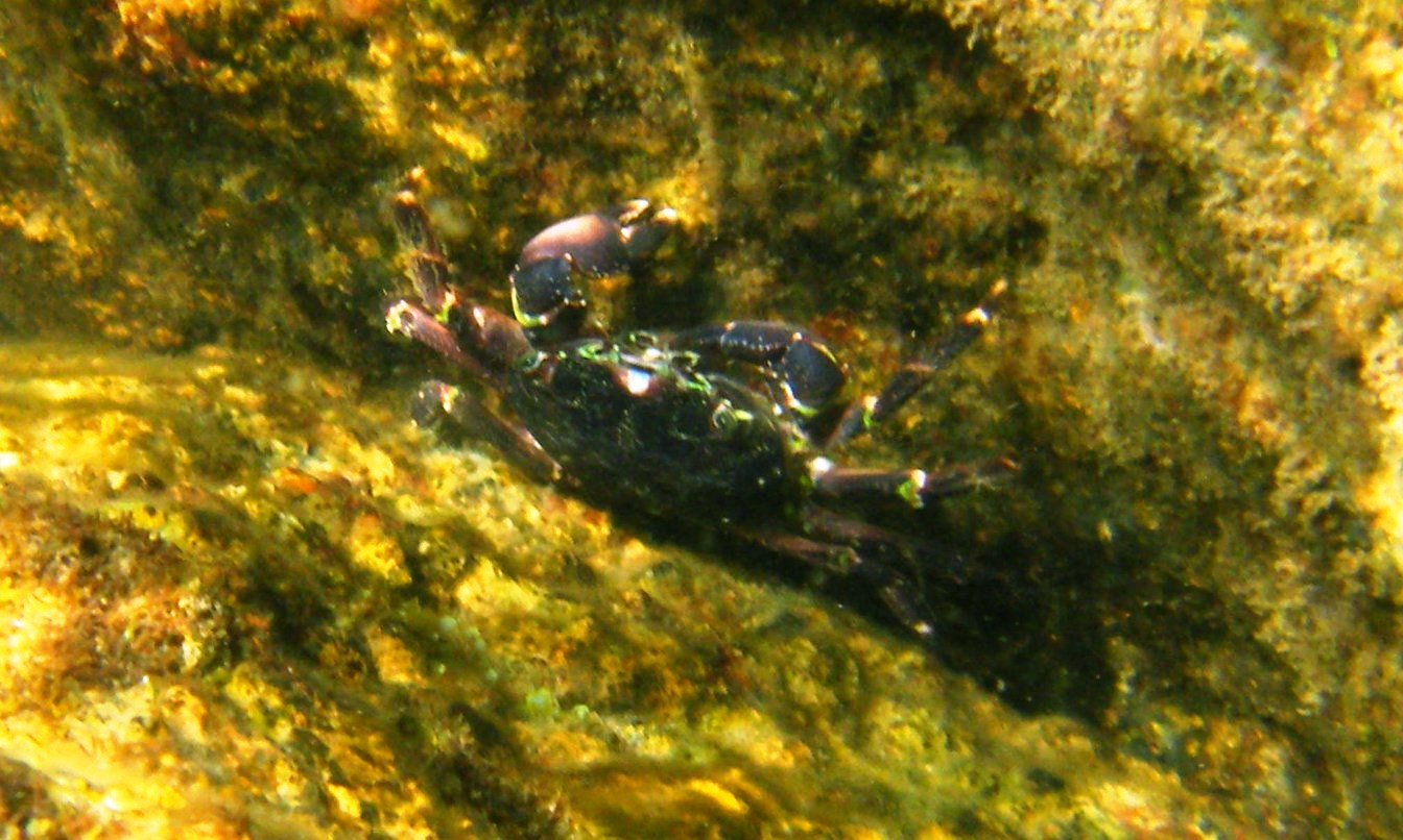 Pachygrapsus marmoratus